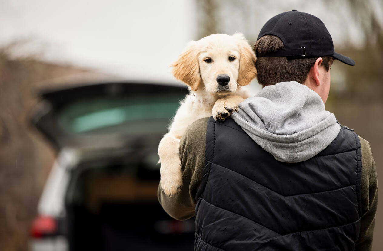 Mediation and Pet Custody in California 
